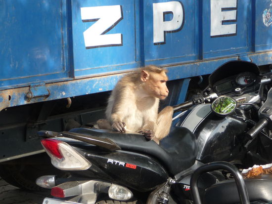 Entlang des Weges zum Tempel viele Affen