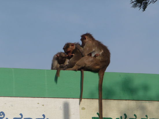 Entlang des Weges zum Tempel viele Affen