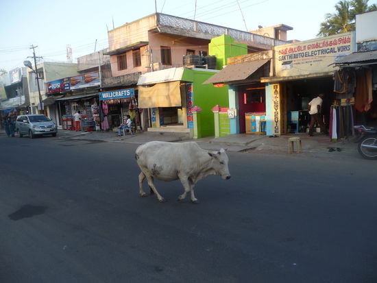 Kuh unterwegs im Dorf