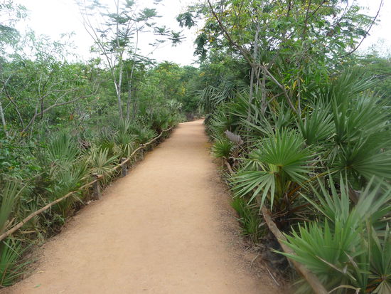Weg nach Auroville