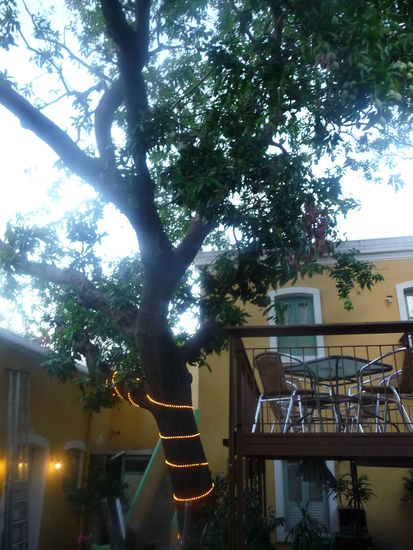 Mangobaum im Innenhof