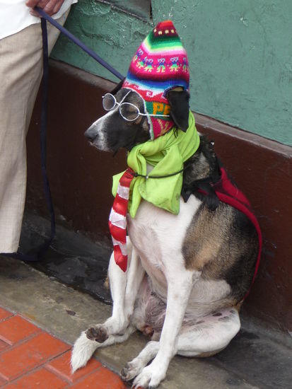 Mensch ,Hund oder Inkahund ??? 