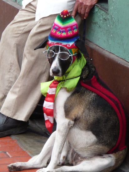 Mensch ,Hund oder Inkahund ??? 