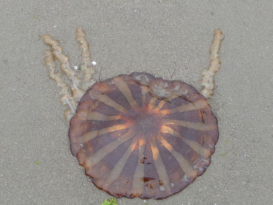 Eine von vielen Quallen am Ufer