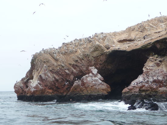 Die ersten Seevögel