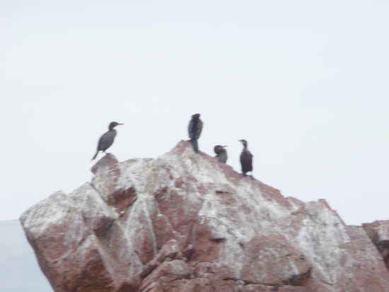 Seeevögel auf den Ballestas Inseln