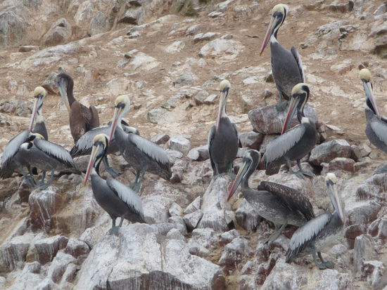 Seeevögel auf den Ballestas Inseln