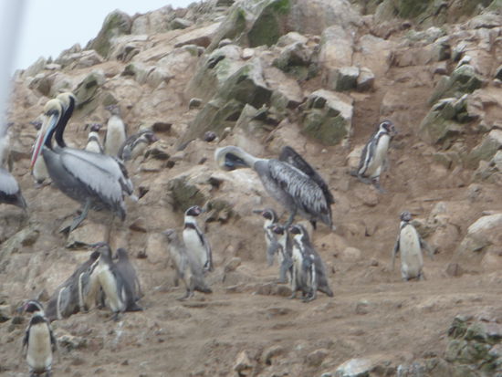 Seeevögel und Pinguine auf den Ballestas Inseln