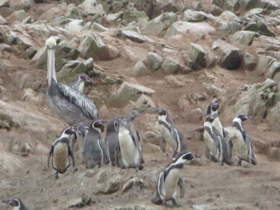 Seeevögel und Pinguine auf den Ballestas Inseln