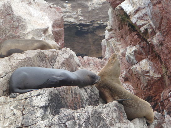 Weitere Seelöwen auf den Ballestas Inseln