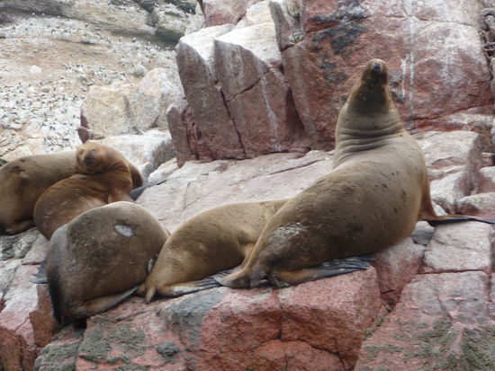 Weitere Seelöwen auf den Ballestas Inseln