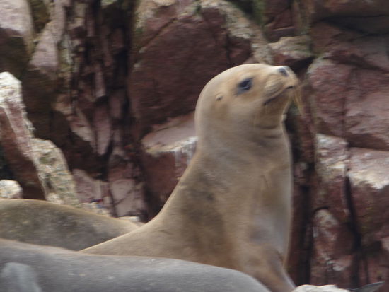 Er ist ganz schön neugierig 
