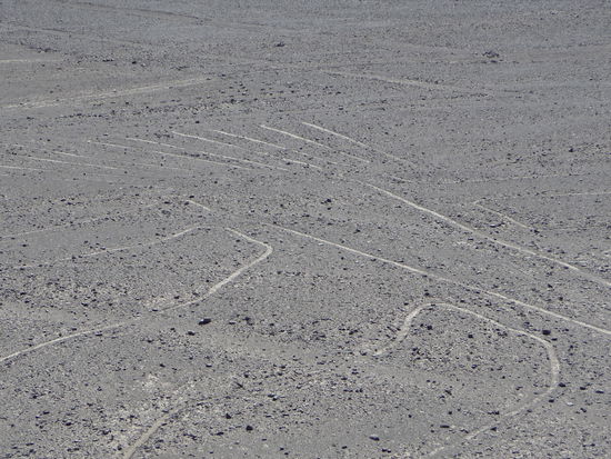 der Baum die ich von einen Aussichtsturm aus sehen konnte