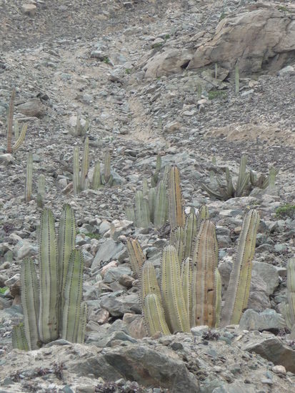 Kakteen am Straßenrand
