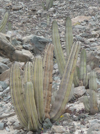 Kakteen am Straßenrand