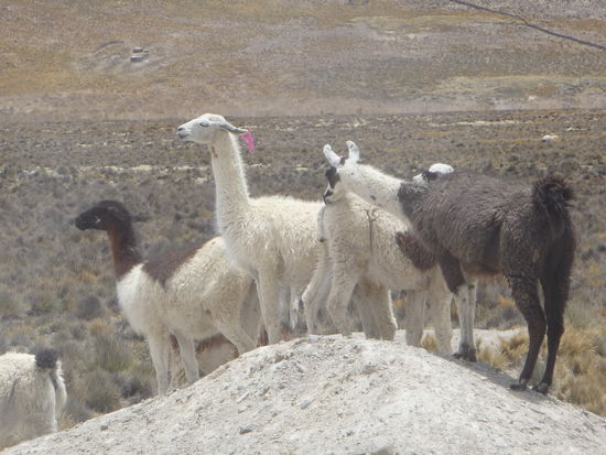 Erste Lamas am Straßenrand im Hochland der Anden