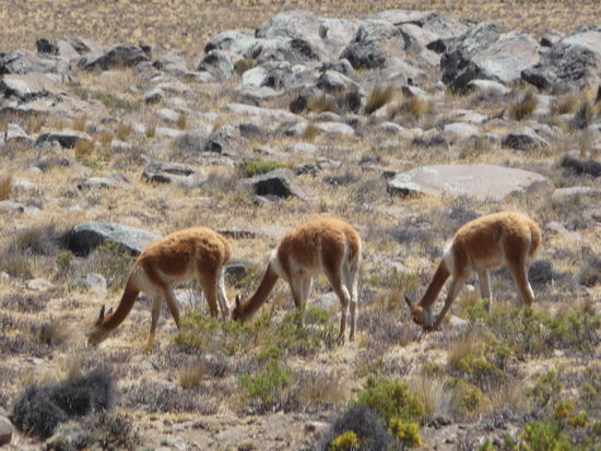 Erste Vikunas am Straßenrand im Hochland der Anden