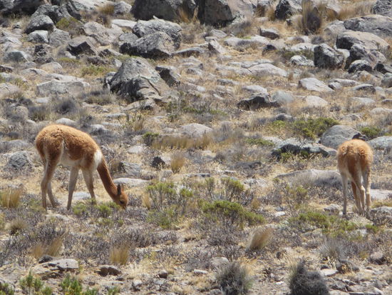 Vikunas am Straßenrand