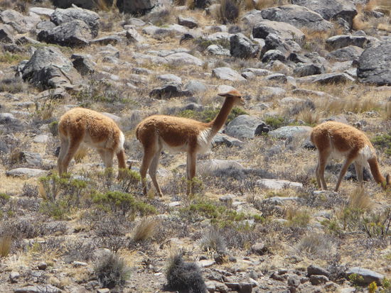 Vikunas am Straßenrand