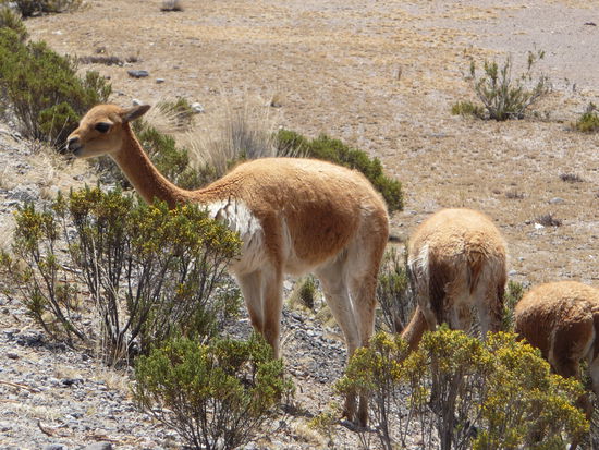 Vikunas am Straßenrand