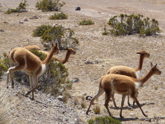 Vikunas am Straßenrand