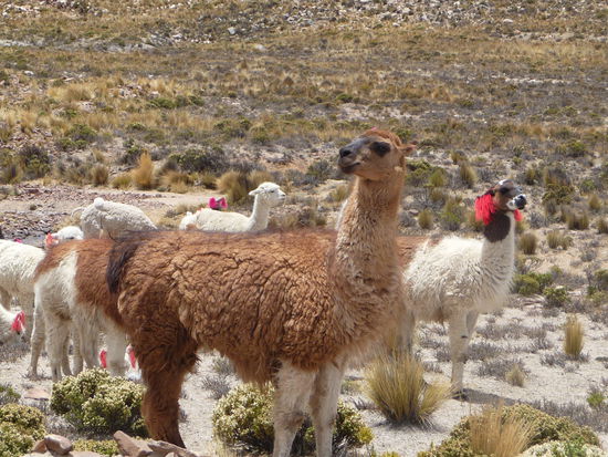 Lamas und Alpacas in den Anden von Peru