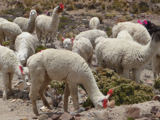 Lamas und Alpacas in den Anden von Peru