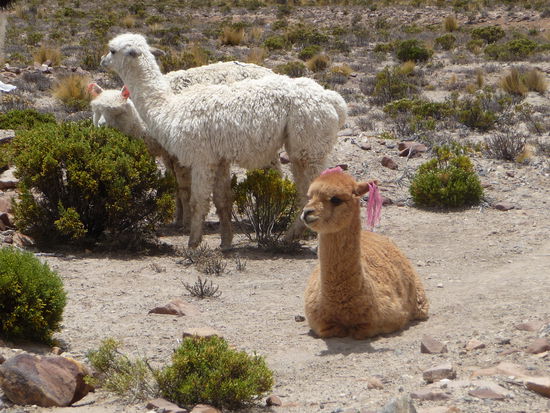 Lamas und Alpacas in den Anden von Peru