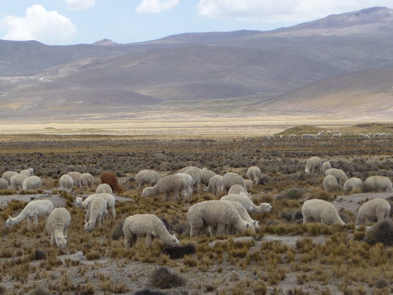 Lamas und Alpacas in den Anden von Peru