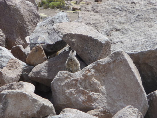 Wer schaut den dort in der mitte so neugierig etwa ein Hasi  !!?? 