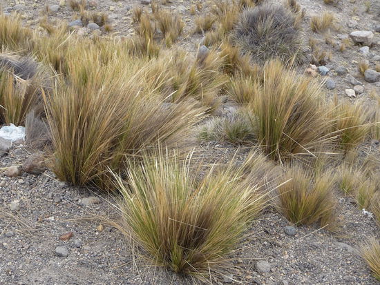 Die Vegetation nimmt immer mehr ab und besteht hier nur noch aus kleinen Gräsern
