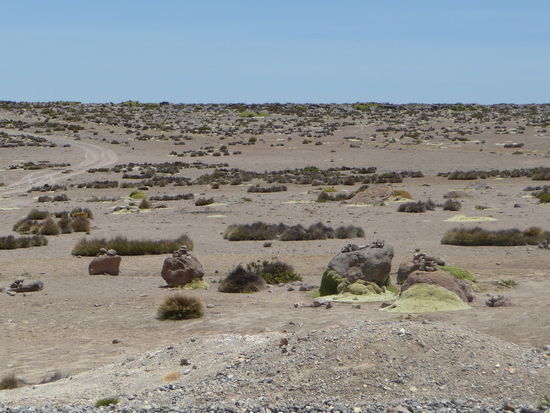 Die Vegetation nimmt immer mehr ab und besteht hier nur noch aus kleinen Gräsern