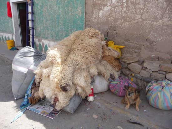 Frische zum Teil noch mit Blut beschmierte Wolle vom Lama