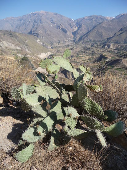 Kakteen im Colca Canyon
