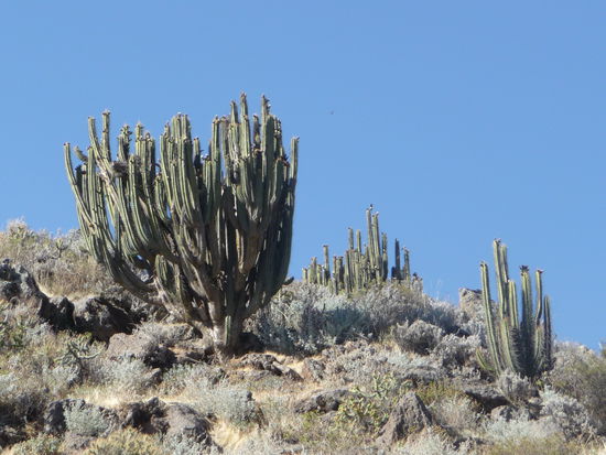 Kakteen im Colca Canyon