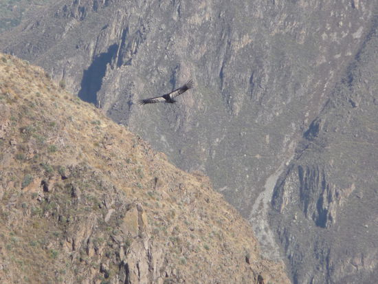 Der erste Kondor fliegt vorbei