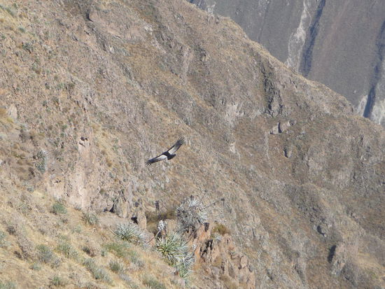 Der erste Kondor fliegt vorbei