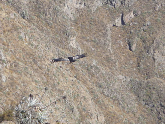 Hier ein weiterer Kondor