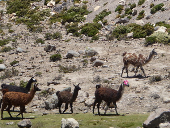 Guanacos