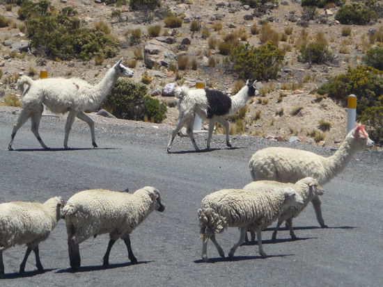 Alpacas überqueren die Straße