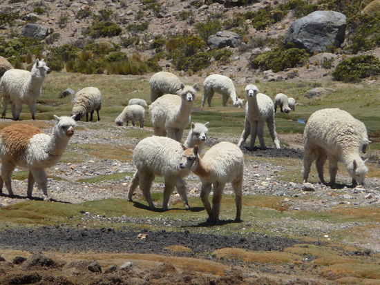Alpacas am Straßenrand