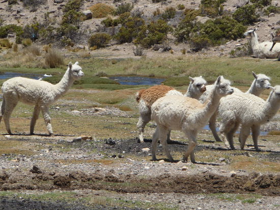 Alpacas am Straßenrand