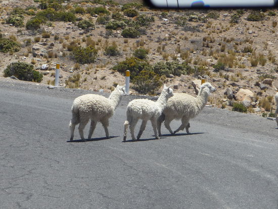Alpacas überqueren die Straße