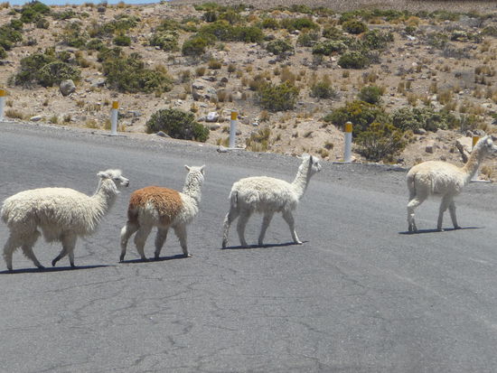 Alpacas überqueren die Straße