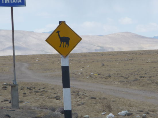 Achtung Lamas unterwegs !!!! 