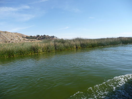 Die ersten Schilfgürtel sind erreicht