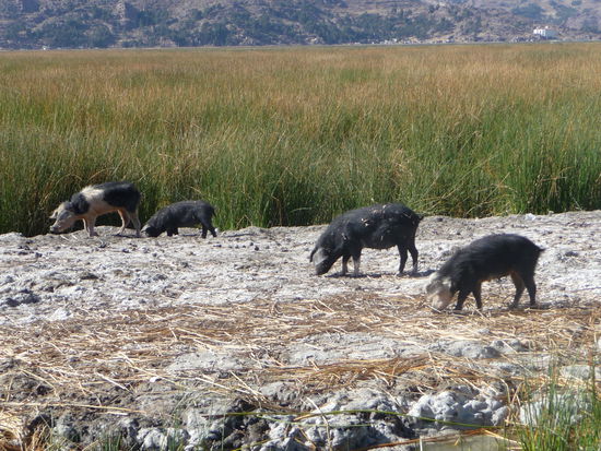 Auch Schweine gibt es auf den Inseln