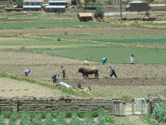 Wasserbüffel bei der Arbeit