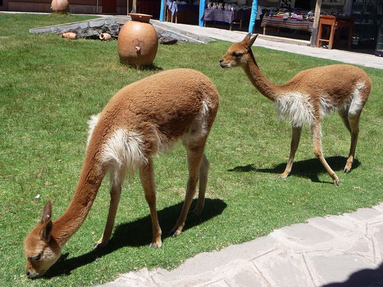 Vicunas