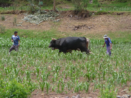 Ochsen in der Landwirtschaft von Peru